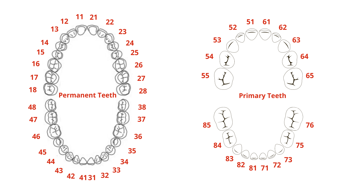Tooth Numbering System For Supernumerary Teeth At Enriqueta Yetter Blog