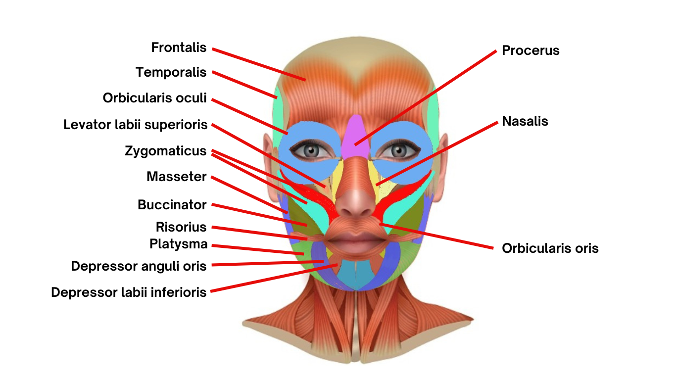 The Mouth Is Superior To The Nose Muscles of the mouth (buccolabial group)