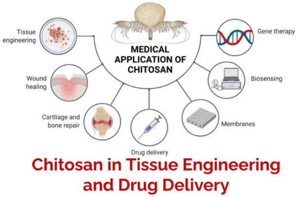 Application of Chitosan in Tissue Engineering and Drug Delivery